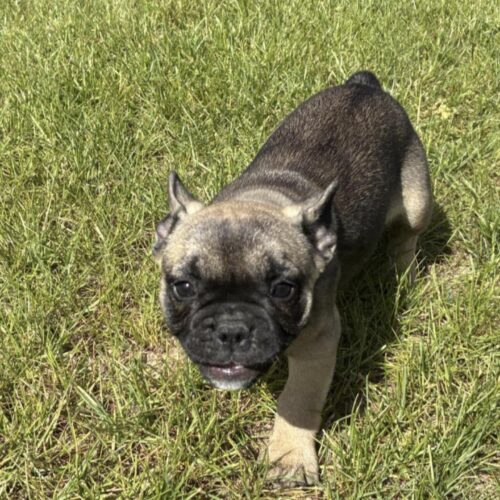 French Bulldog
