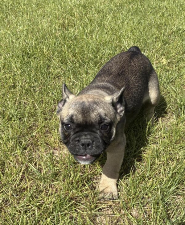 French Bulldog