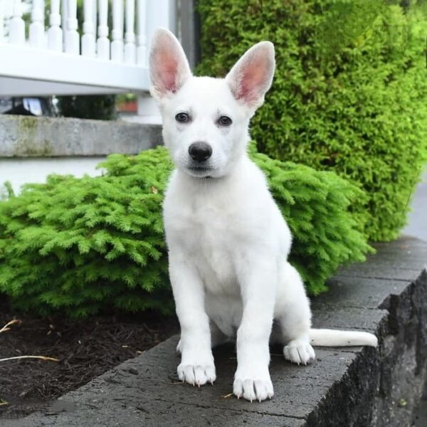 German Shepherd