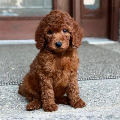 Standard Poodle