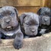 Cane Corso