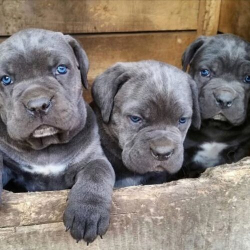 Cane Corso