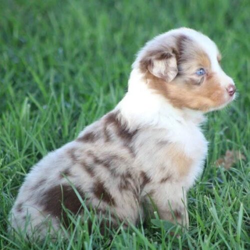Australian Shepherd