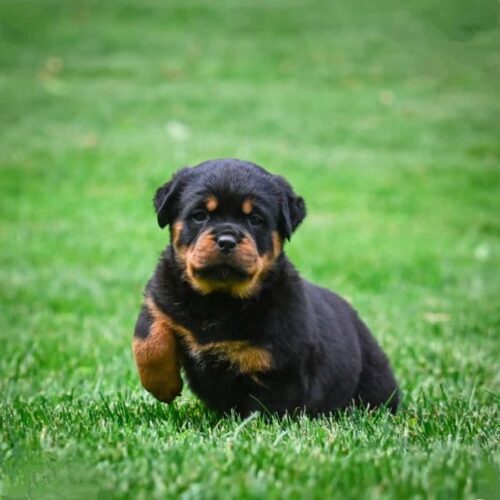 Rottweiler