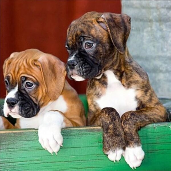 Boxer