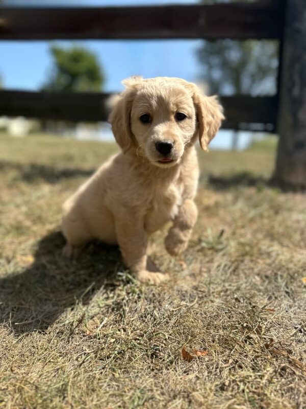 Golden Retriever