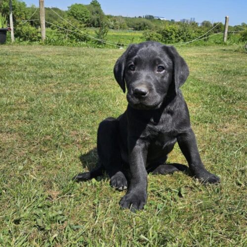 Labrador Retriever