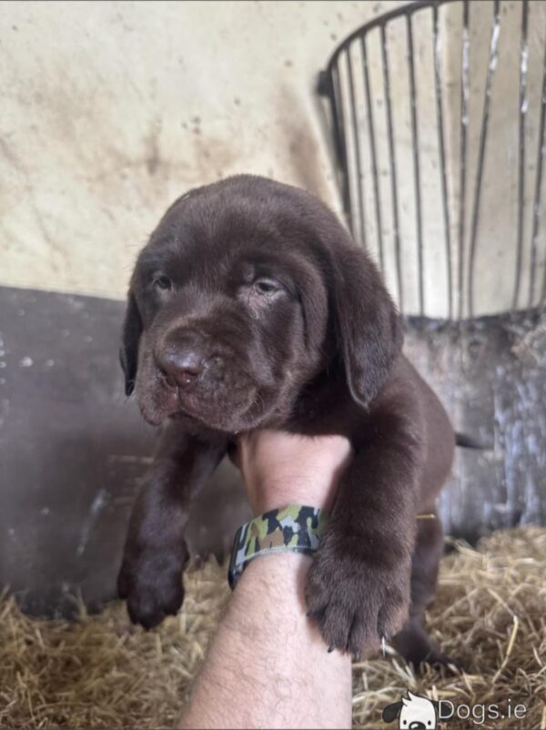 Labrador Retriever